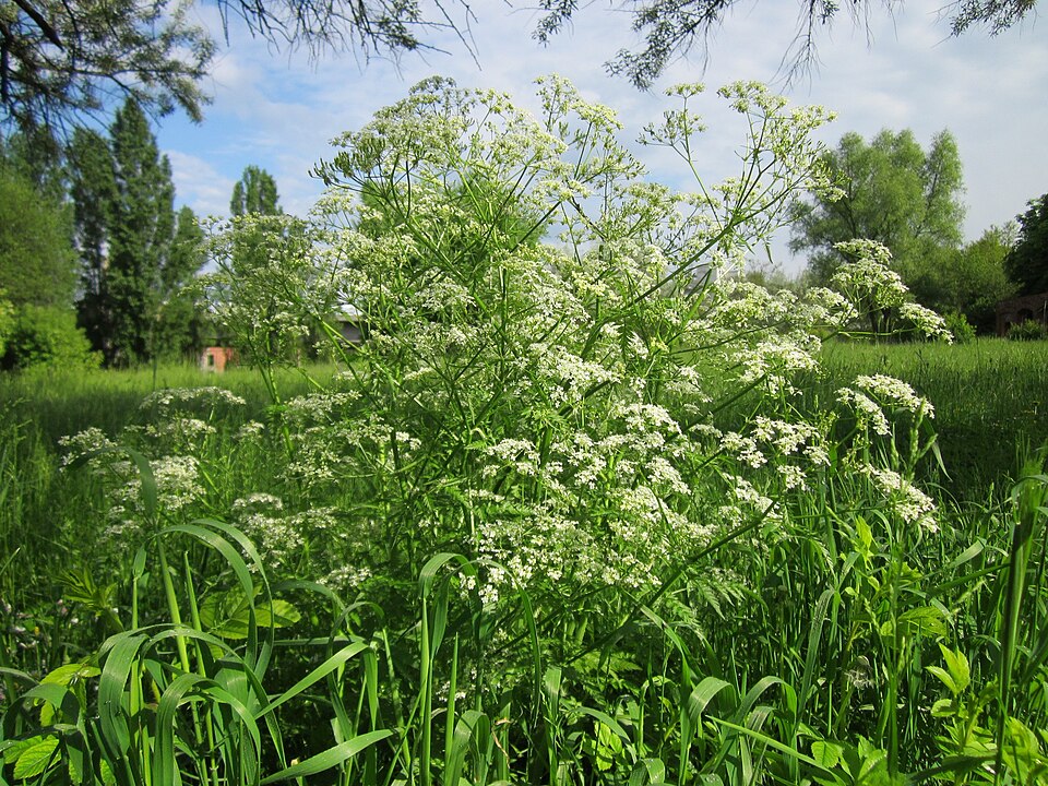 Anthriscus sylvestris (wild chervil)