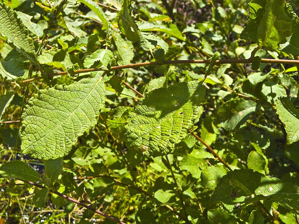 Salix aurita (Eared Willow)