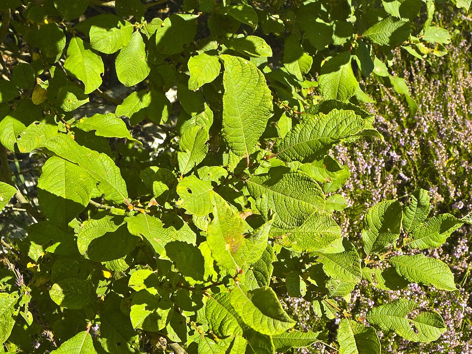 Salix aurita (Eared Willow)