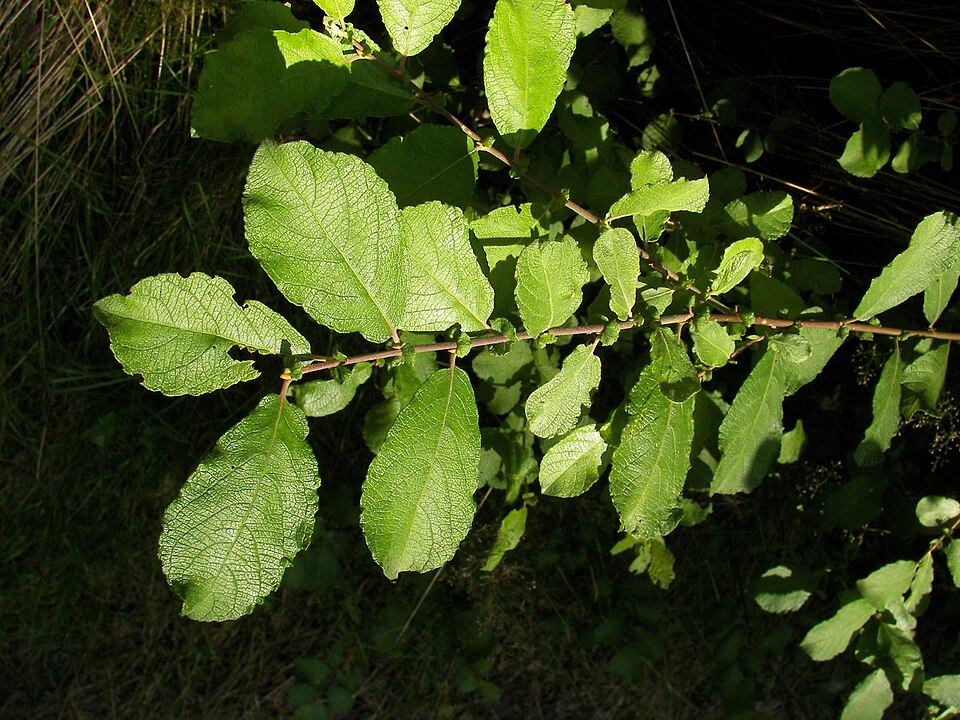 Salix aurita (Eared Willow)