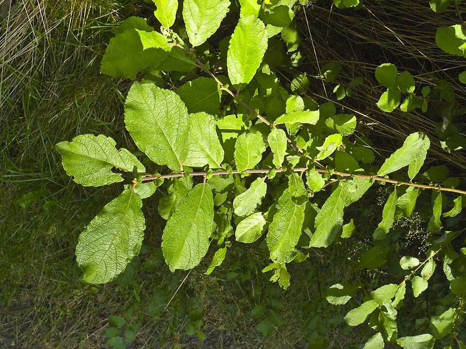 Salix aurita (Eared Willow)