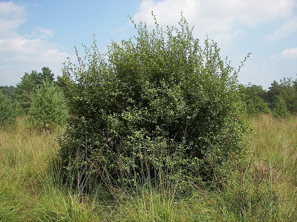 Salix aurita (Eared Willow)