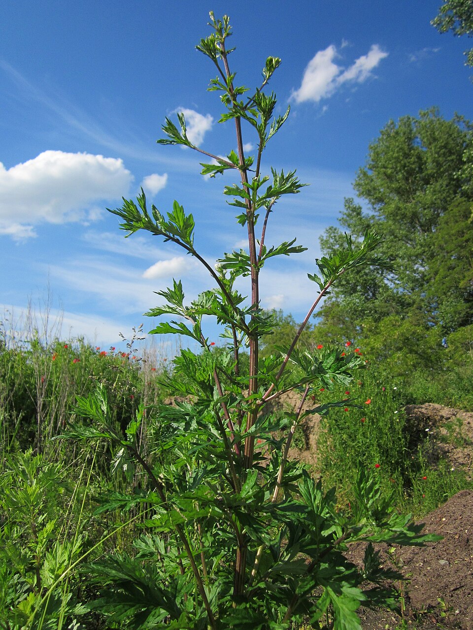 Artemisia vulgaris (common mugwort)