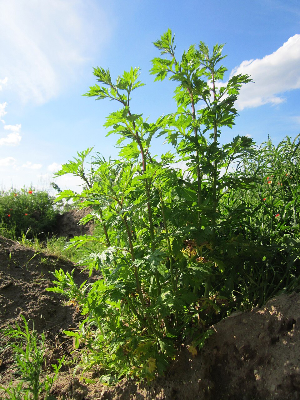 Artemisia vulgaris (common mugwort)
