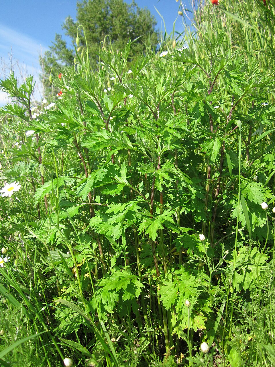 Artemisia vulgaris (common mugwort)