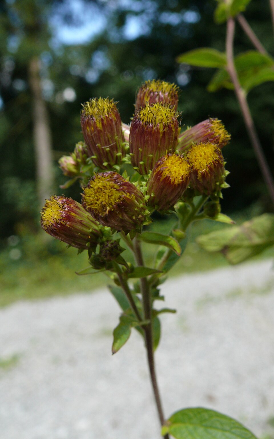 Pentanema squarrosum (Ploughman's-spikenard)