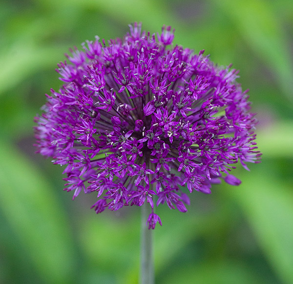 Allium hollandicum 'Purple Sensation' (Purple Sensation Allium) (alternate view 2)