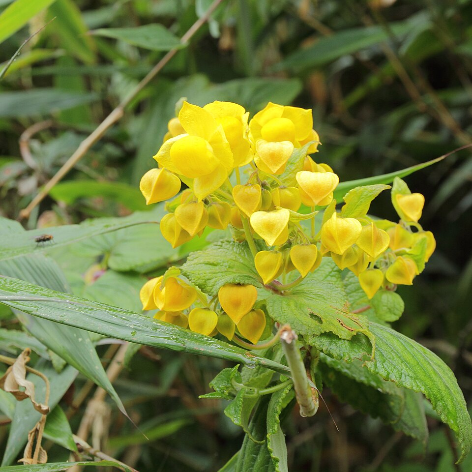 Calceolaria (Slipper flowers) (alternate view 2)