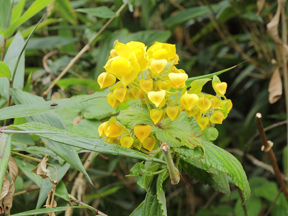 Calceolaria (Slipper flowers) (alternate view 3)