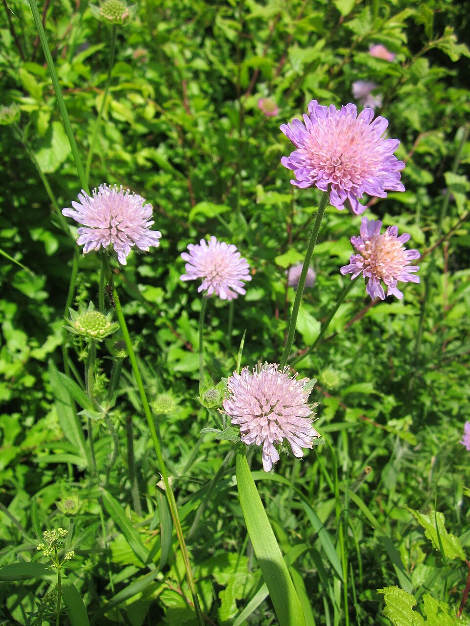 Knautia arvensis (Field Scabious)