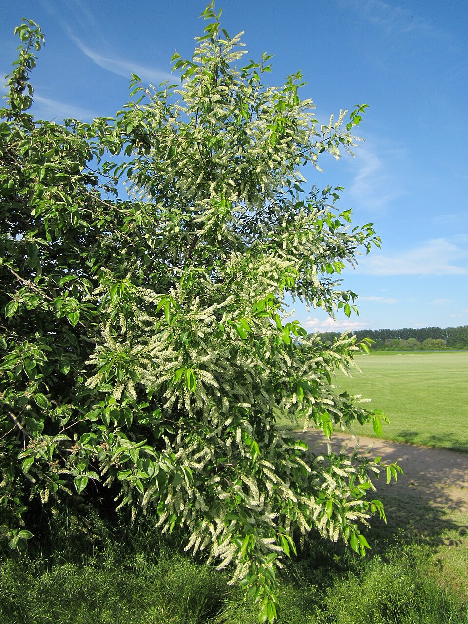 Prunus serotina (Black Cherry) (alternate view 7)