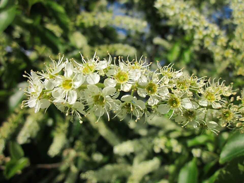 Prunus serotina (Black Cherry) (alternate view 8)