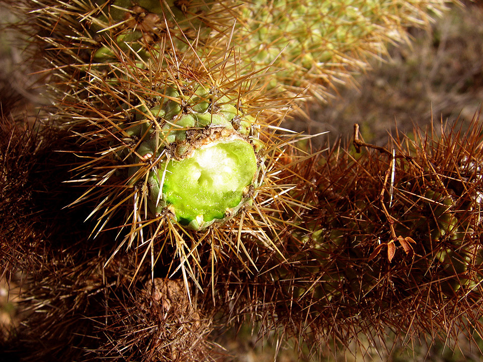 Cylindropuntia bigelovii (Teddybear Cholla) (alternate view 8)