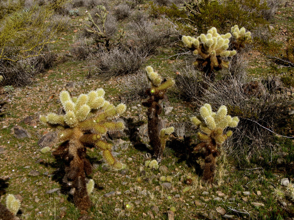 Cylindropuntia bigelovii (Teddybear Cholla) (alternate view 9)