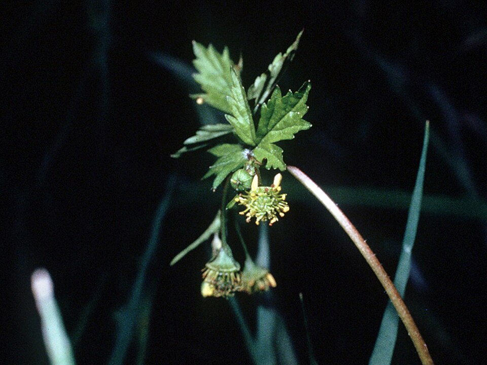 Geum vernum (Spring Avens) (alternate view 6)