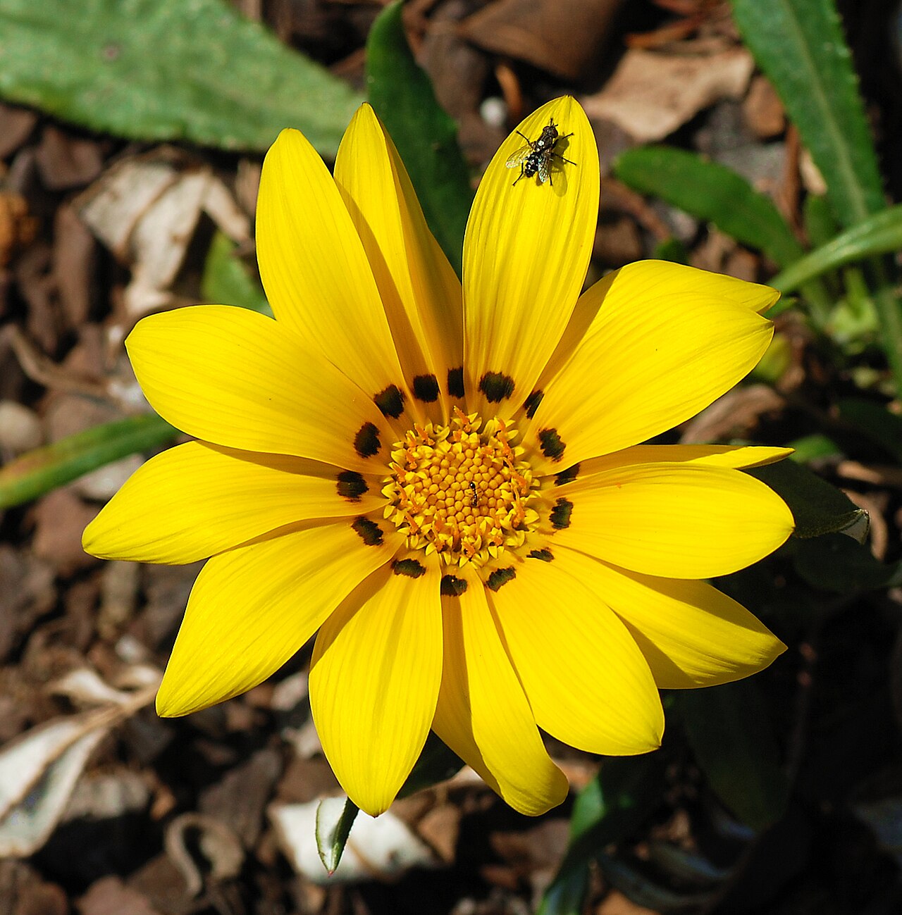 Gazania rigens, Treasure flower — spreading evergreen (Asteraceae) (image 1 of 9)