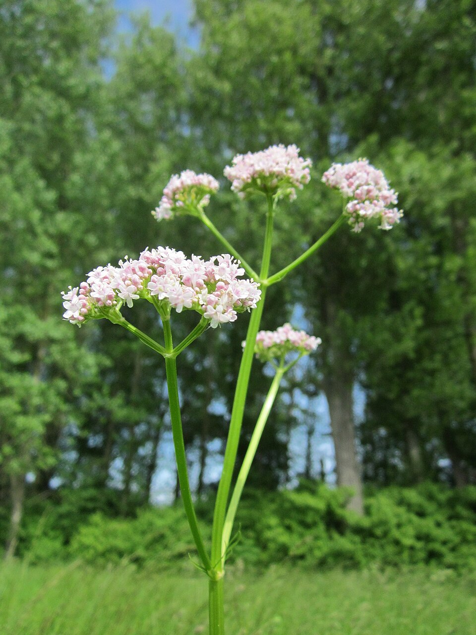 Valeriana officinalis (common valerian)