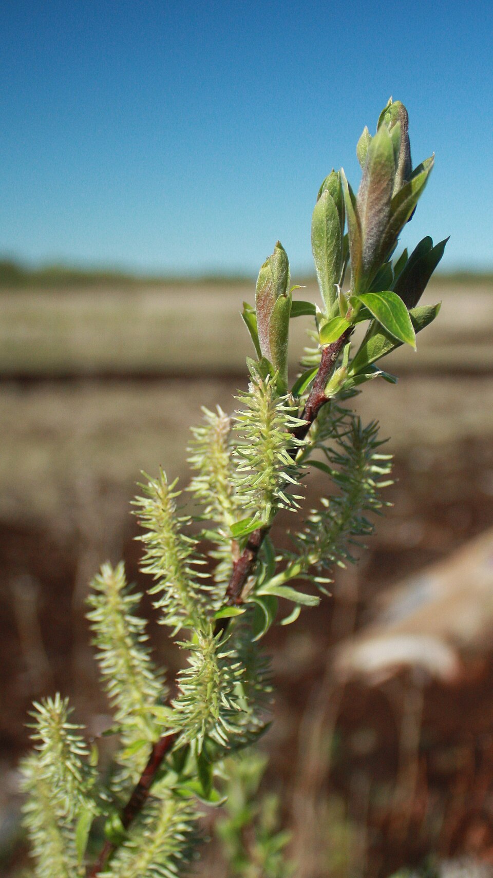 Salix discolor (White Pussy Willow) (alternate view 5)
