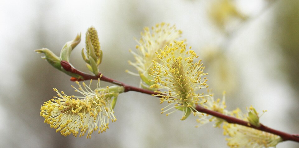 Salix discolor (White Pussy Willow) (alternate view 6)