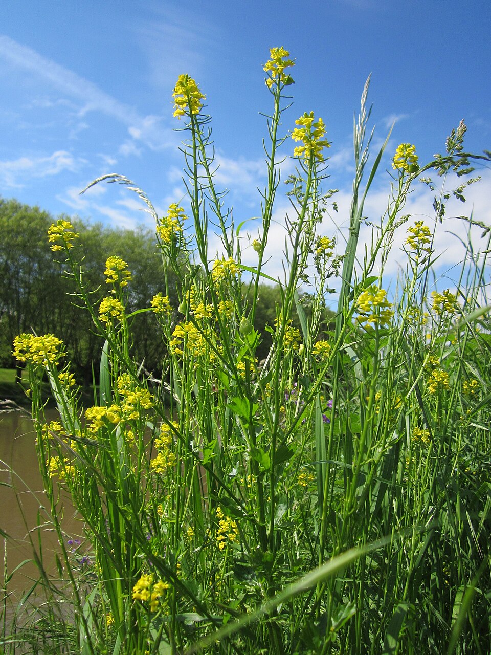 Barbarea vulgaris (bitter wintercress)