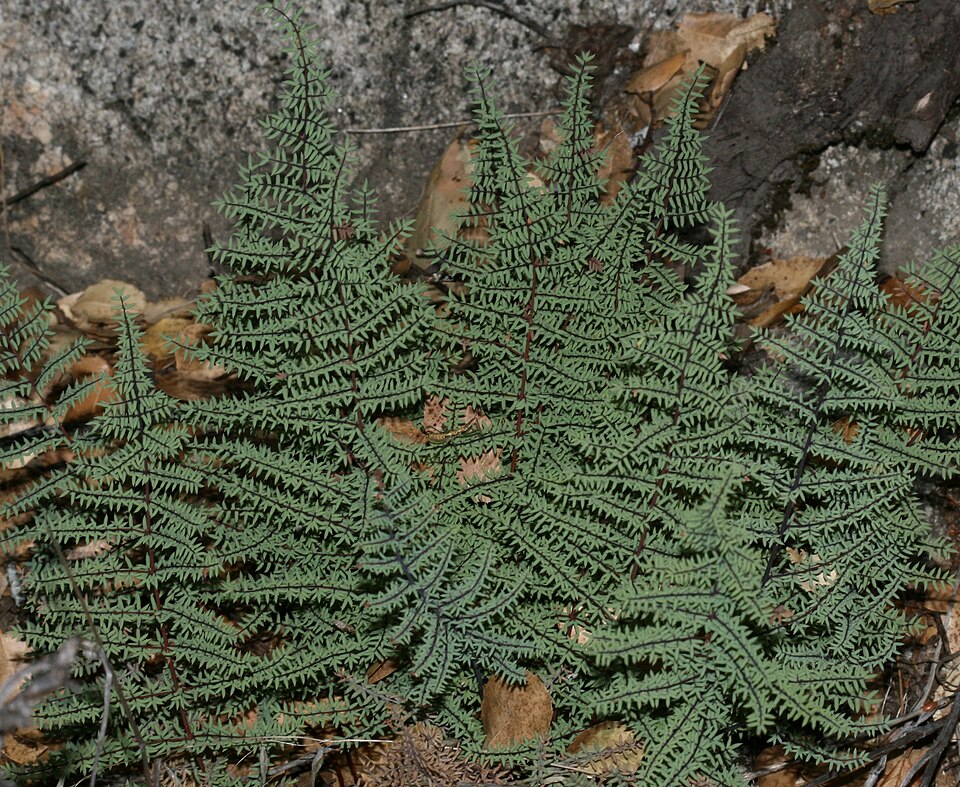 Pellaea mucronata (bird's foot cliffbrake) (alternate view 10)