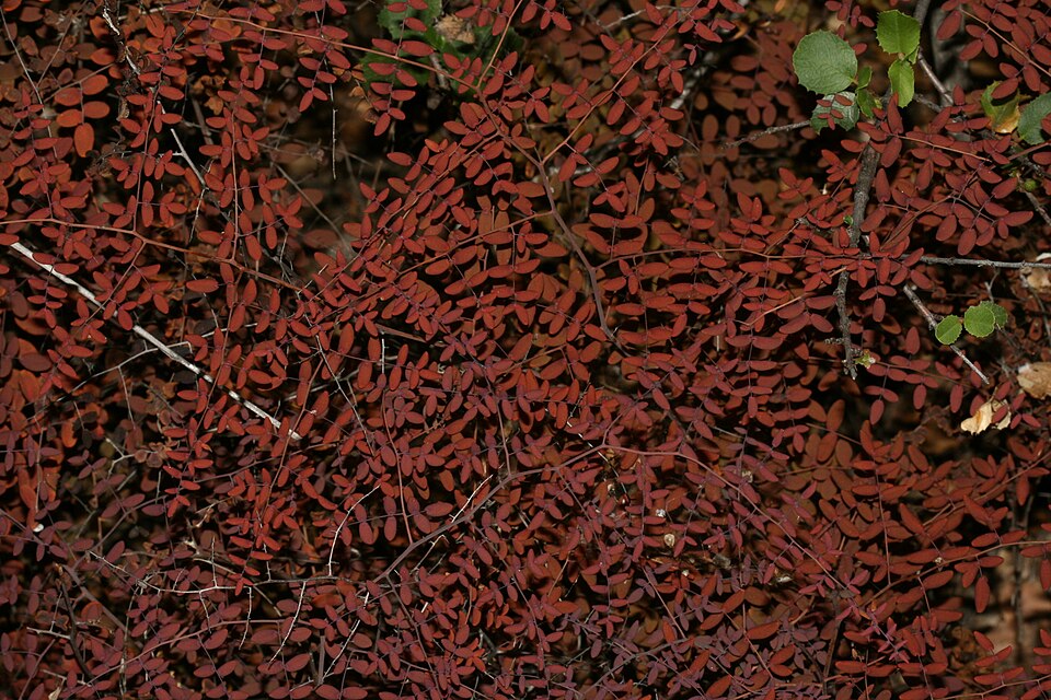 Pellaea andromedifolia (Coffee Fern) (alternate view 9)