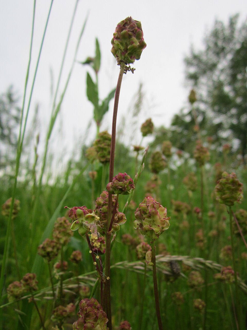 Sanguisorba minor (Salad Burnet)