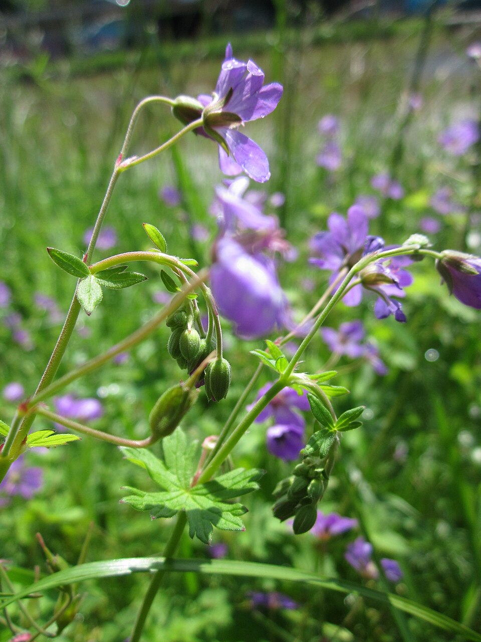 Geranium pyrenaicum (Hedgerow Crane's-bill)