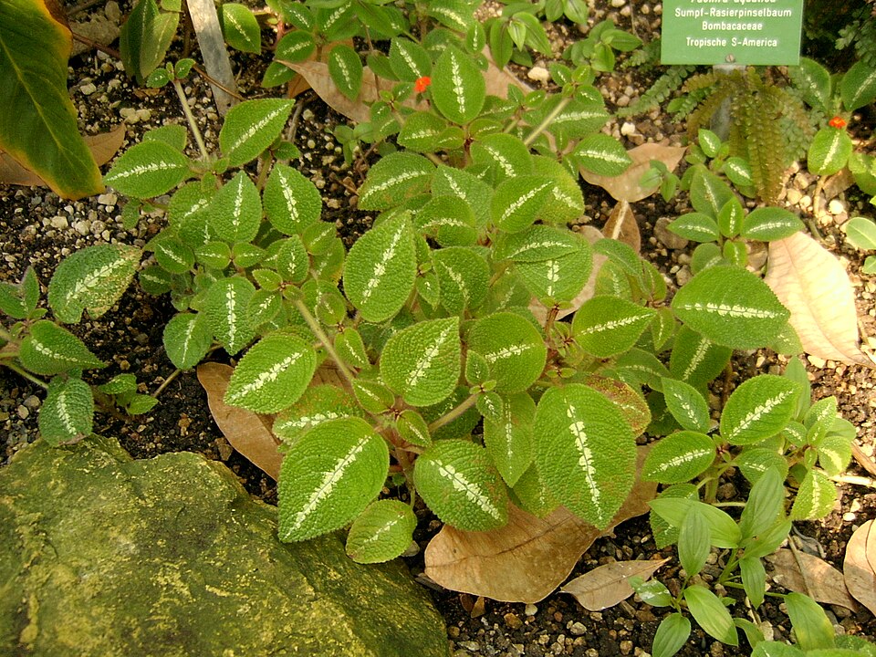 Episcia cupreata (Episcia Flame Violet) (alternate view 12)