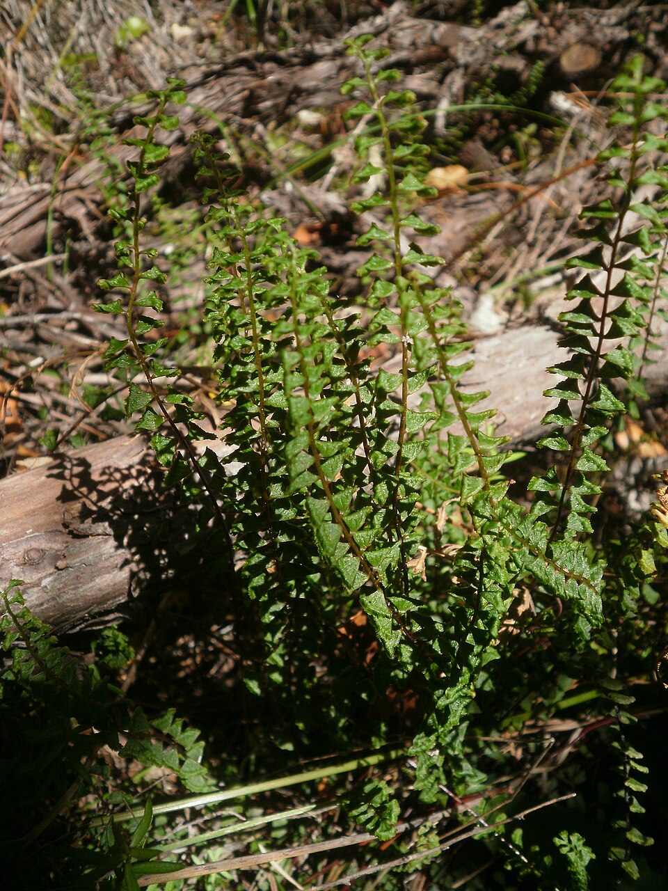 Lindsaea linearis (Screw Fern) (alternate view 7)