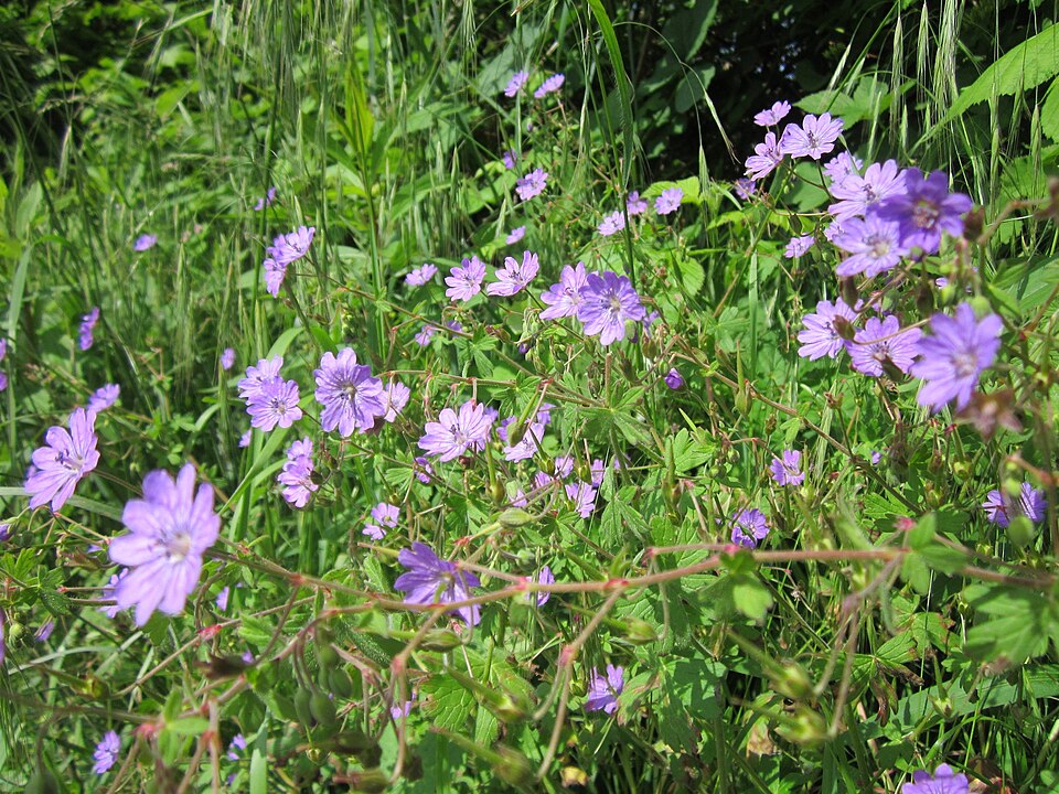 Geranium pyrenaicum (Hedgerow Crane's-bill)