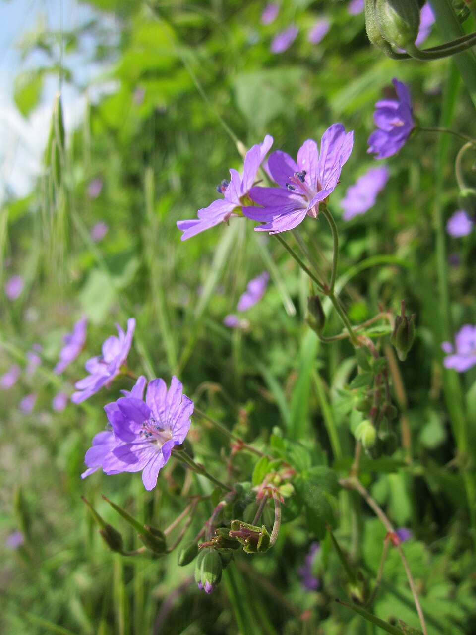 Geranium pyrenaicum (Hedgerow Crane's-bill)