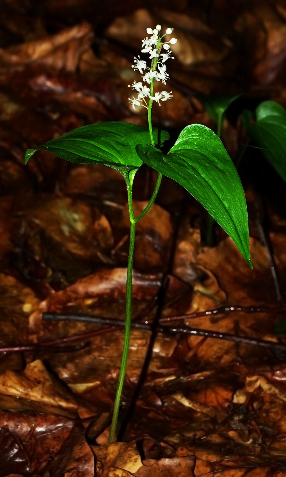 Maianthemum bifolium (May Lily)