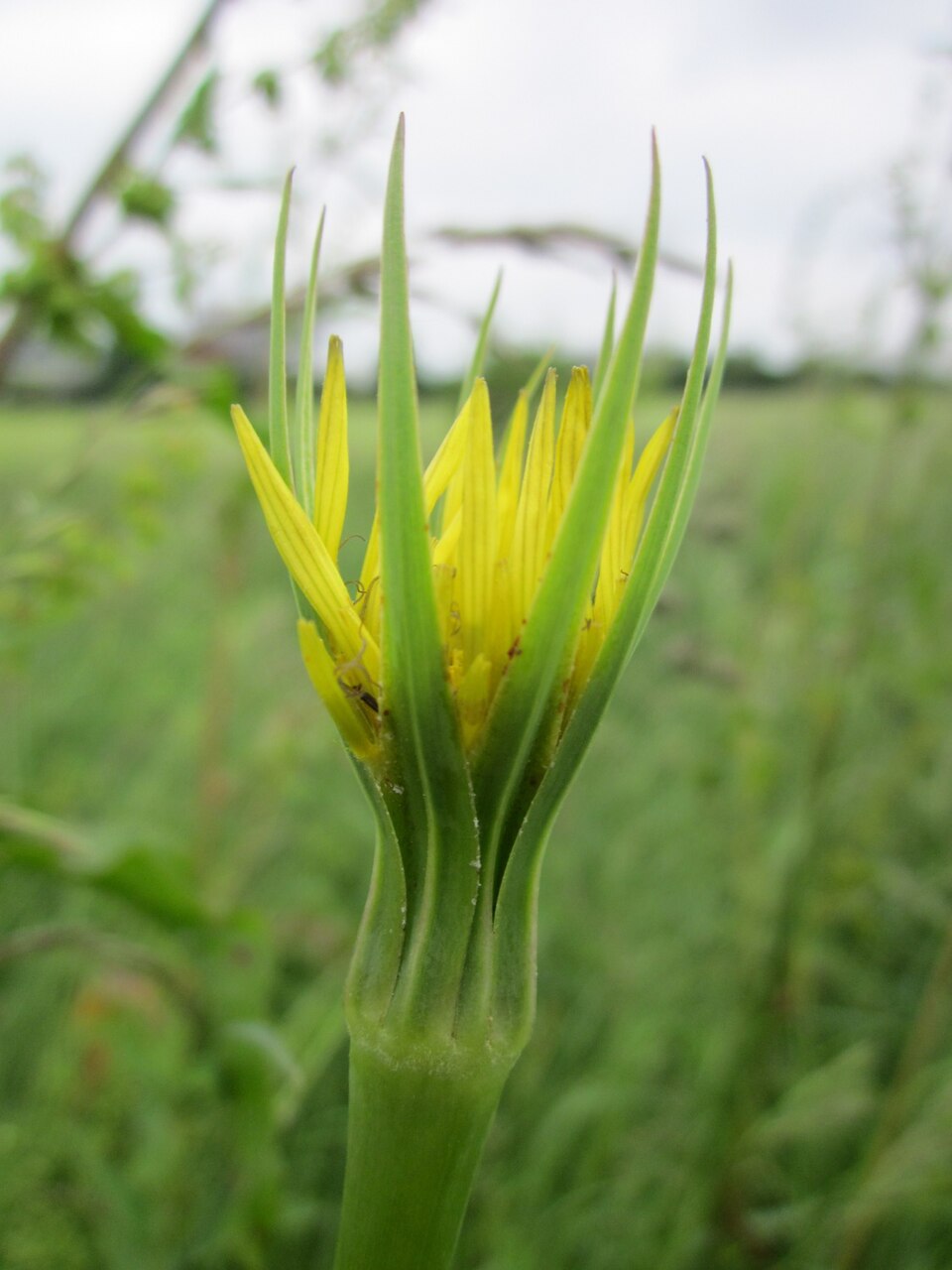 Tragopogon dubius (Yellow Salsify)