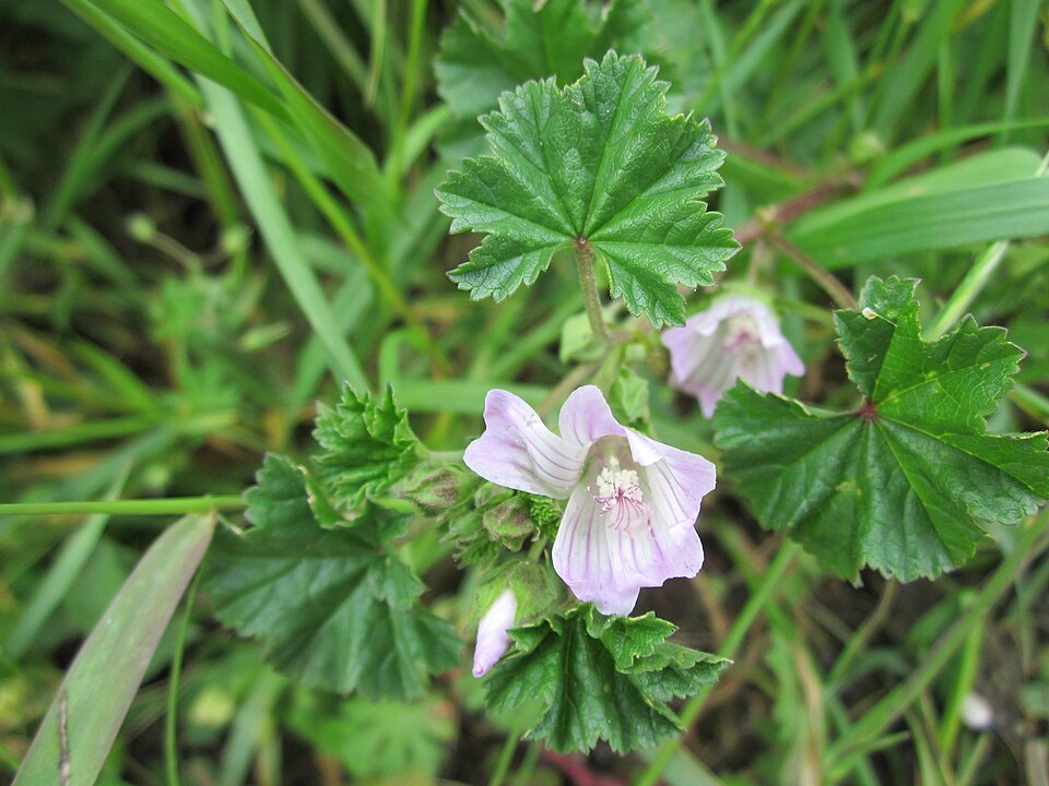 Malva neglecta (dwarf mallow, cheese plant) (alternate view 8)