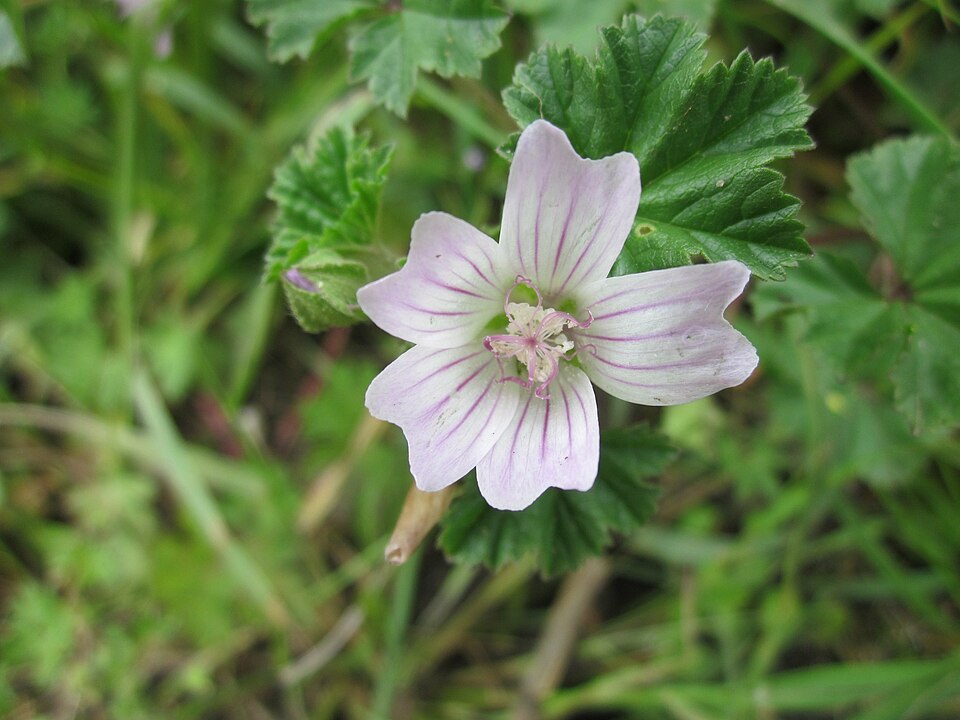 Malva neglecta (dwarf mallow, cheese plant) (alternate view 9)