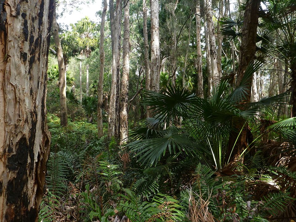 Livistona australis (Australian Fan Palm) (alternate view 10)
