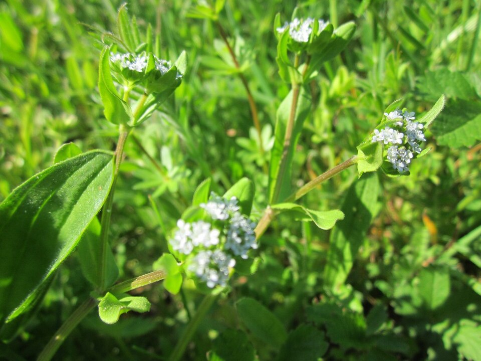 Valerianella locusta (common cornsalad)