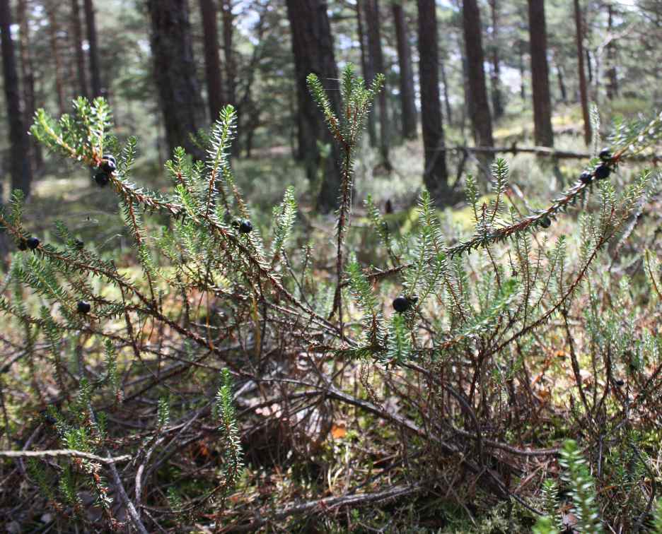 Empetrum nigrum (black crowberry)