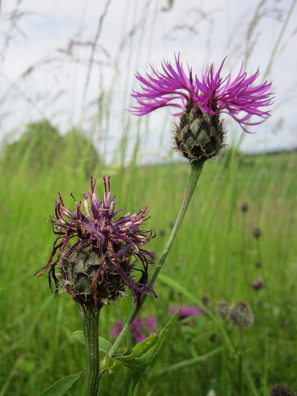 Centaurea scabiosa (Greater Knapweed)