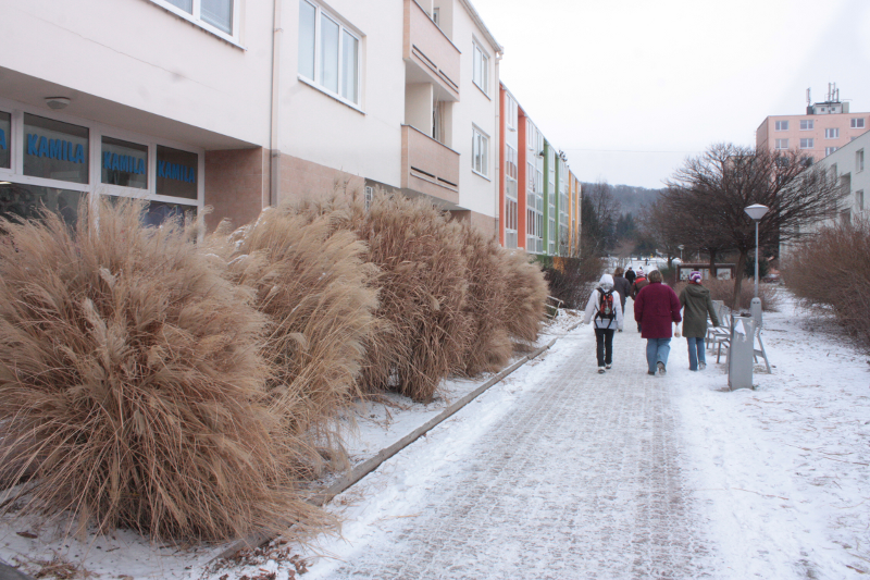Miscanthus sinensis (Miscanthus)