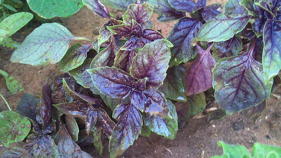 Ocimum basilicum 'Purple Ruffles' (Purple Ruffles Basil)