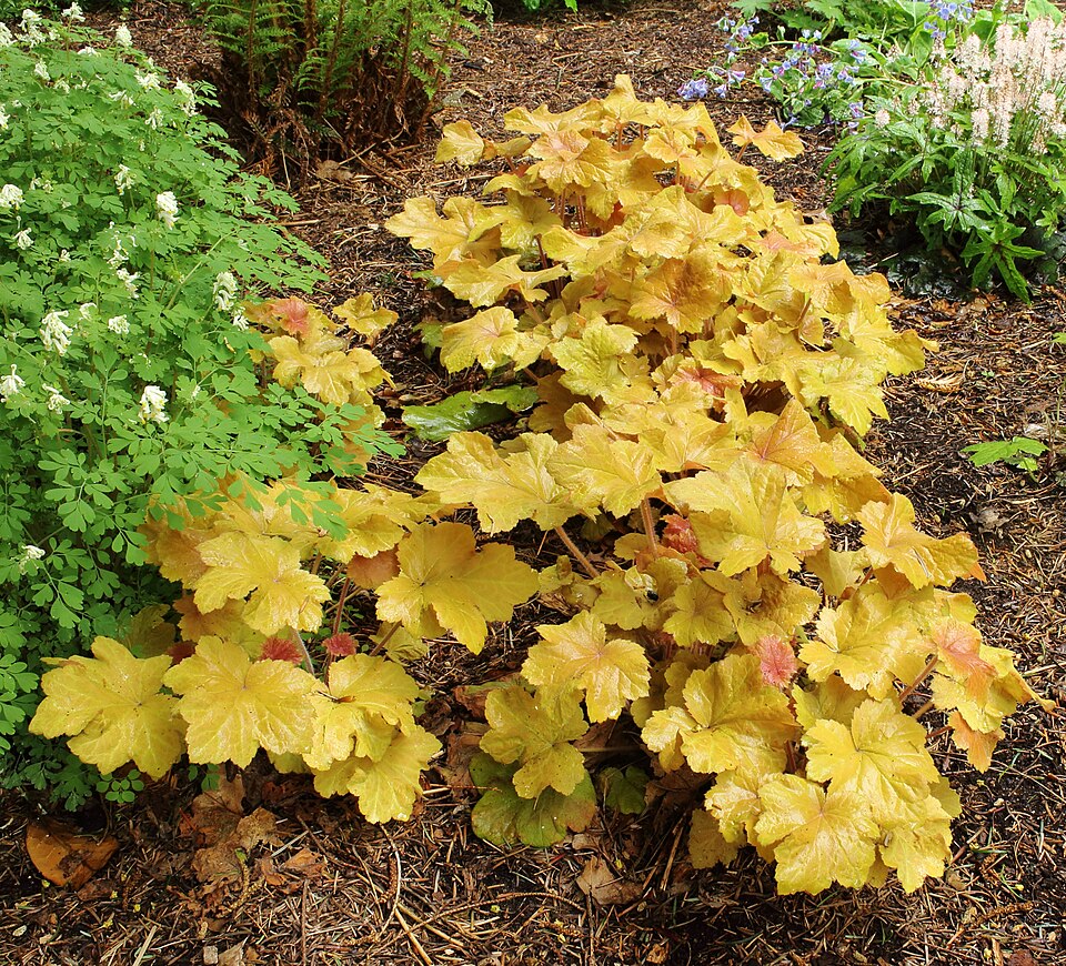 Heuchera villosa 'Caramel' (Caramel Heuchera) (alternate view 4)