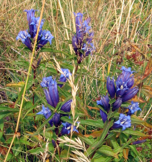 Gentiana asclepiadea (Willow Gentian) (alternate view 7)