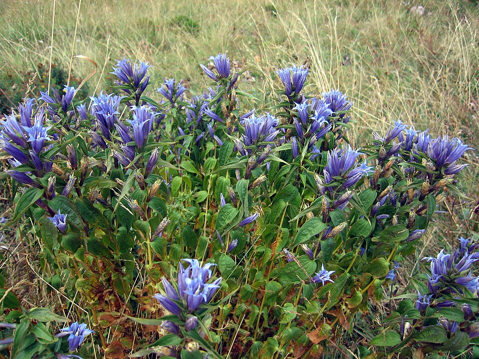 Gentiana asclepiadea (Willow Gentian) (alternate view 8)