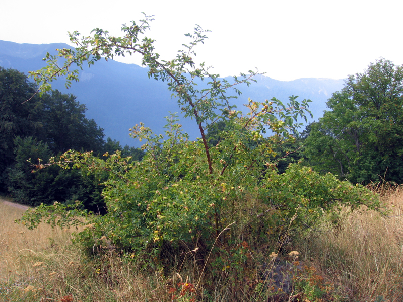 Rosa arvensis (Field Rose)
