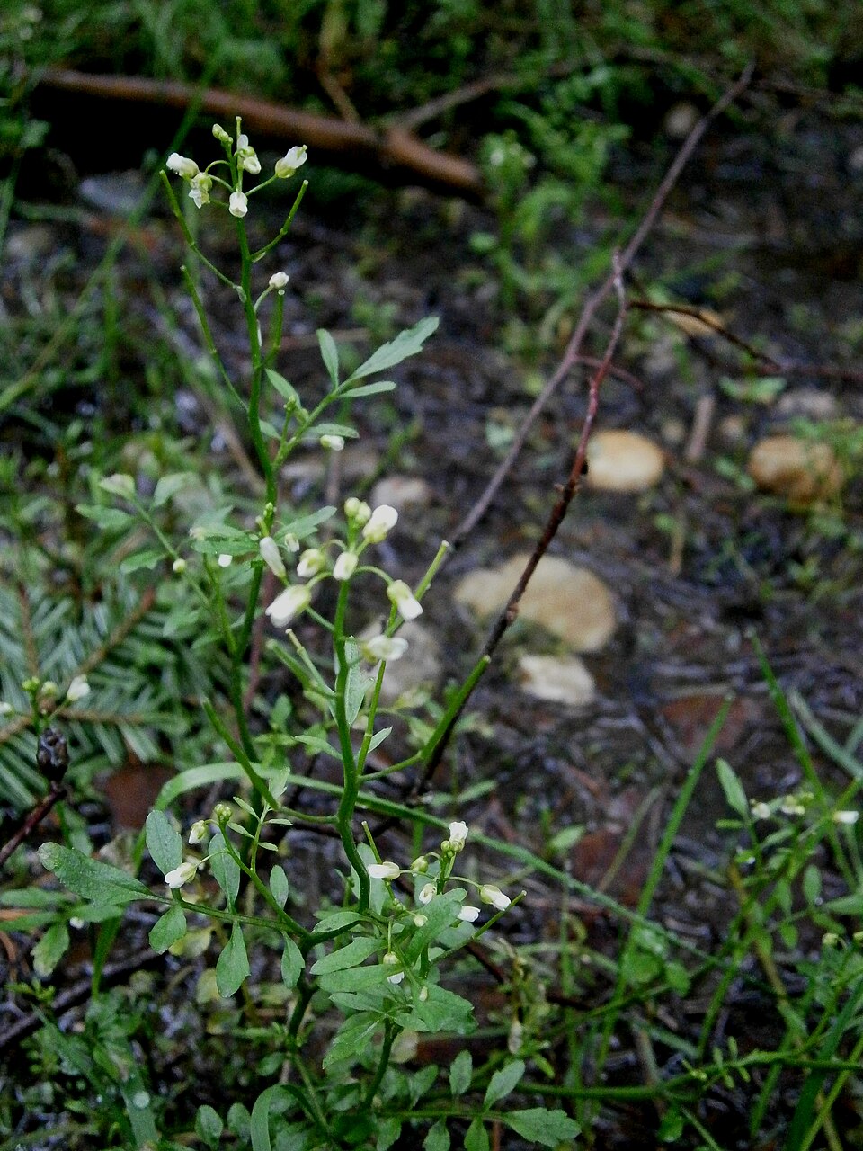 Cardamine flexuosa (wavy bittercress)