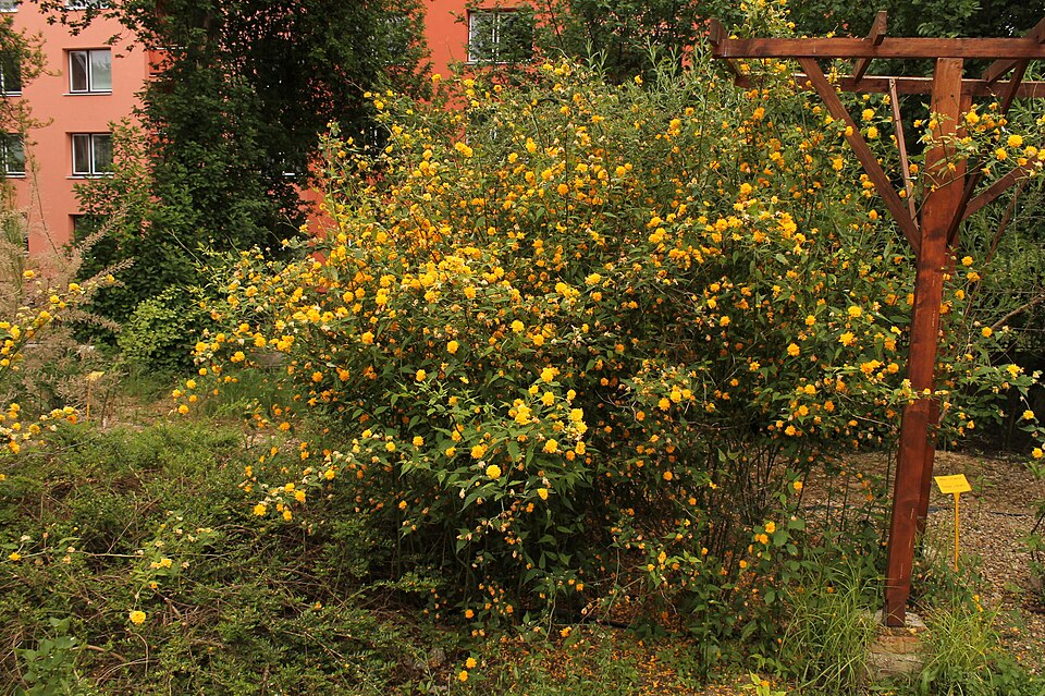 Kerria japonica 'Pleniflora' (double kerria) (alternate view 2)