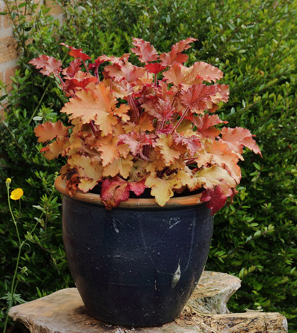 Heuchera 'Marmalade' (Marmalade Coral Bells)