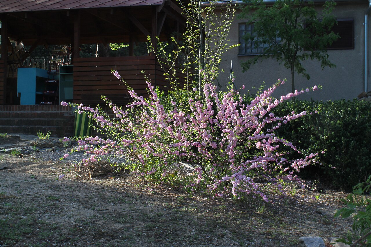 Prunus triloba, Flowering almond — upright deciduous (Rosaceae) (image 10 of 10)